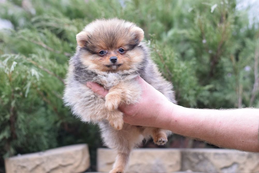 Міні дівчинка померанського шпіца