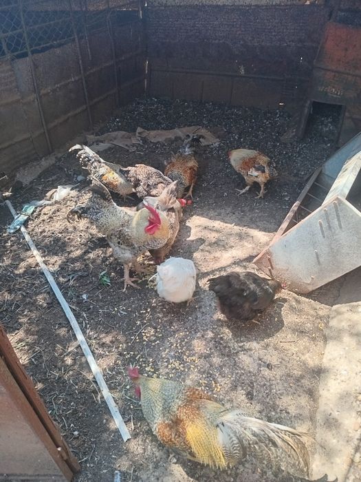 Galinhas do campo e pintos