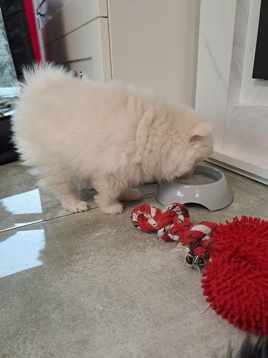 Szpic miniaturowy  suczka