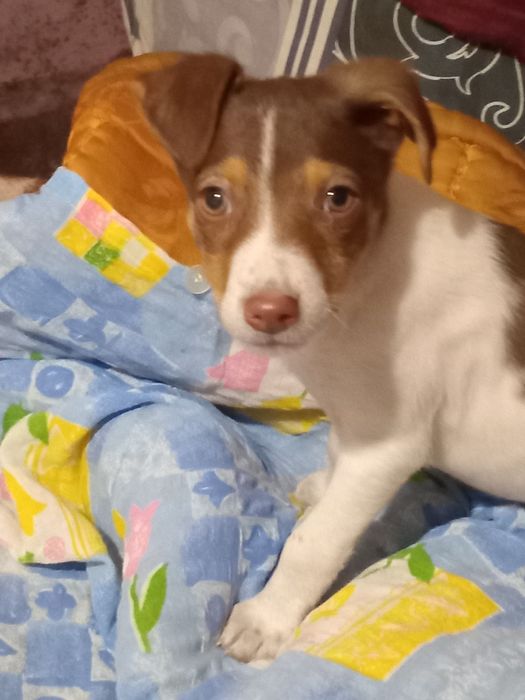 Перетримка собак, котиків.