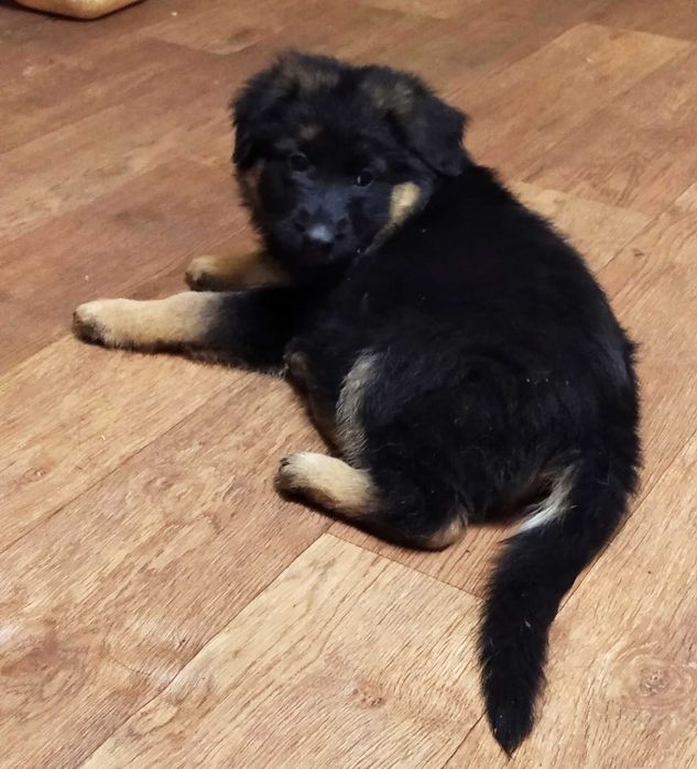 Бомбезные малыши немецкой овчарки,длинники и стандарт.