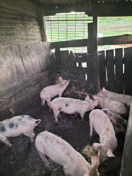 Porcos ,leitões .