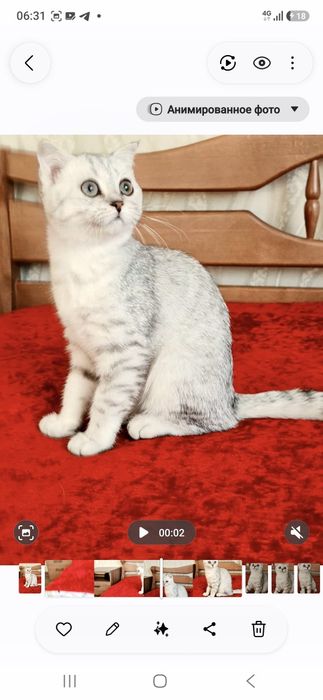 Чарiвний хлопчик,срiбляста шиншилла.