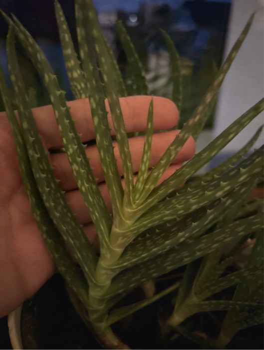 Aloes sadzonka - wystarczy wsadzic do ziemi