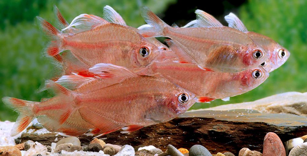 Bystrzyk ozdobny odmiana WHITE FIN - Hyphessobrycon ornatus - dowóz