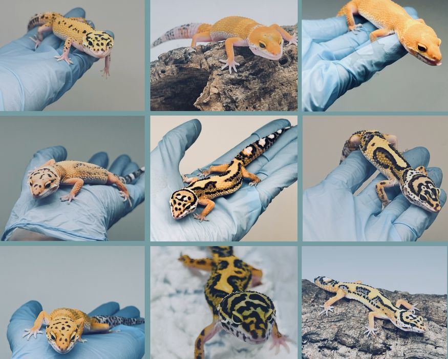 Gekon lamparci gekony lamparcie