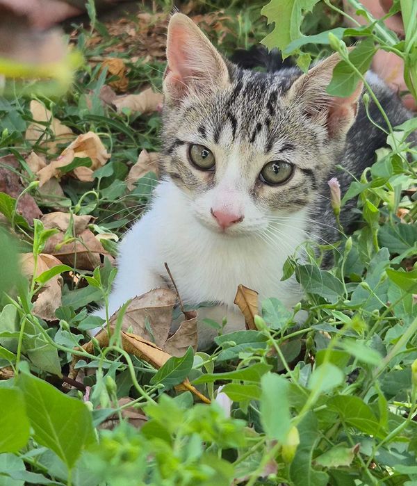 Gatinhos para dar