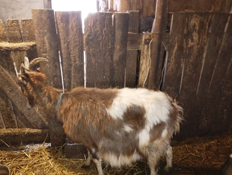 Продам козу з козеням