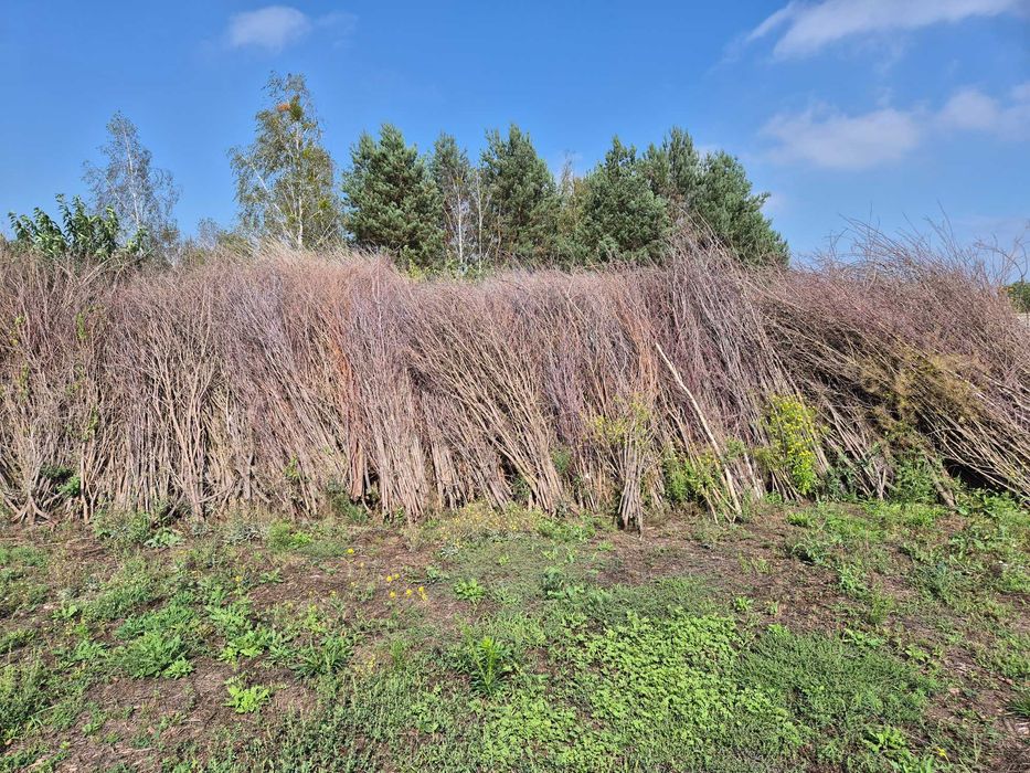 Faszyna wiklinowa    Wierzba energetyczna