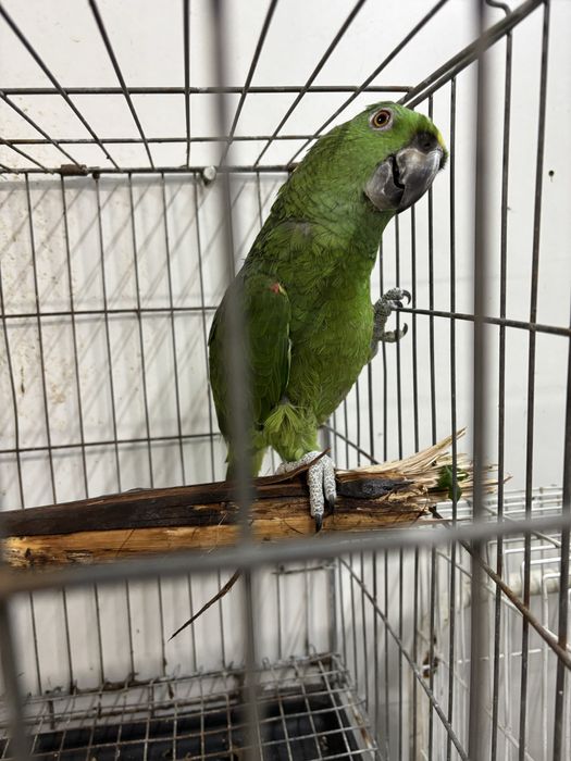 Papagaio auropaliata com 2 anos