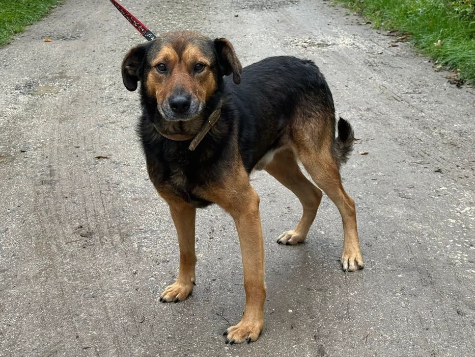 Ksawery świetny samiec do adopcji