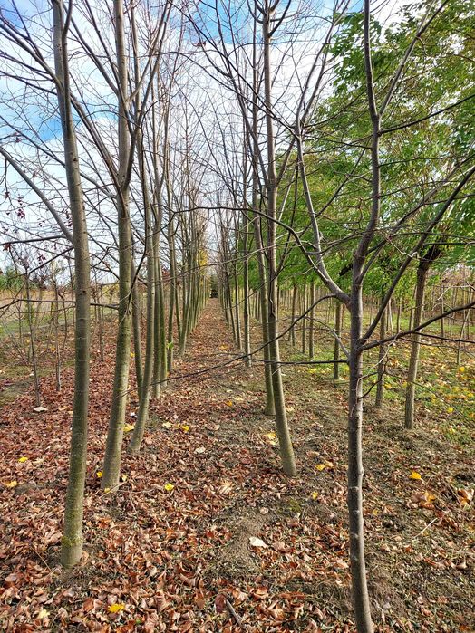 Brzoza Brodawkowata obw 8-20cm Drzewa Alejowe Transport