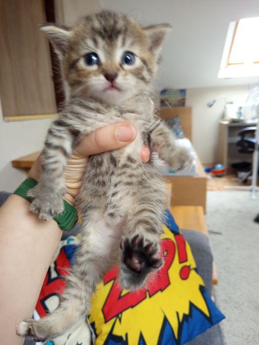 Piękne małe kotki do adopcji