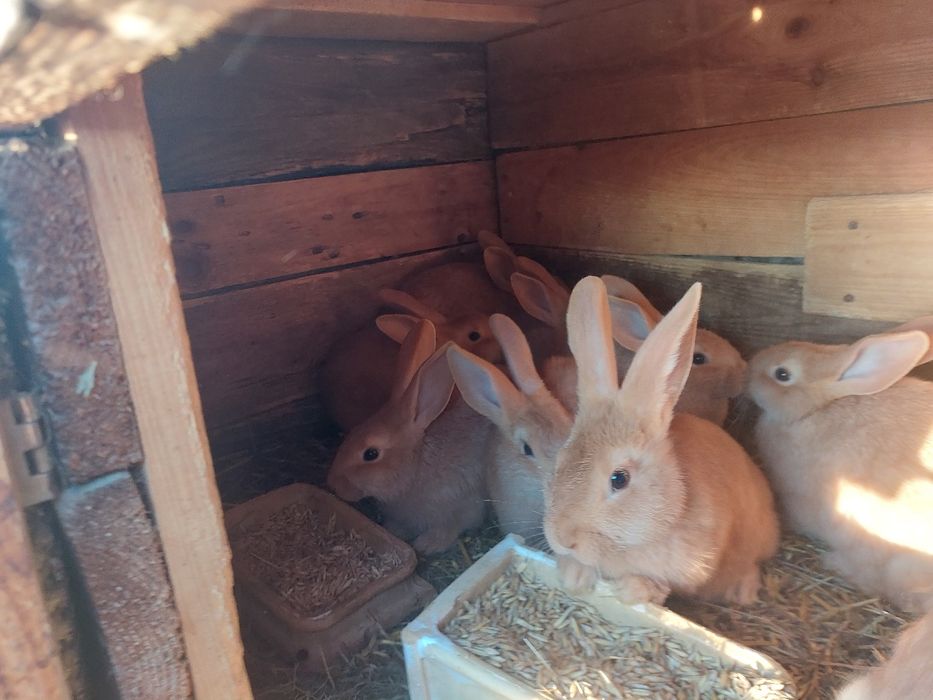 Królica burgundzka z młodymi