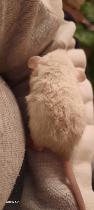 Крысята дамбо рекс крыса