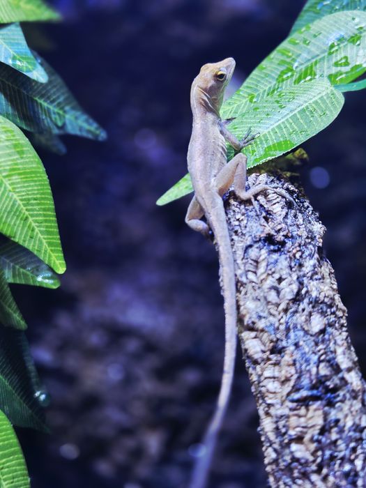 anolisy sagrei (anolis brunatny)