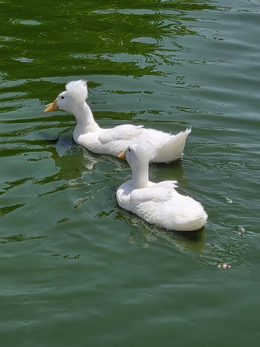 Patos de pompom jovens