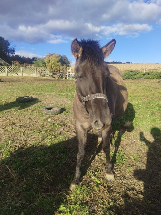 Nordica 3 letnia klacz konika polskiego