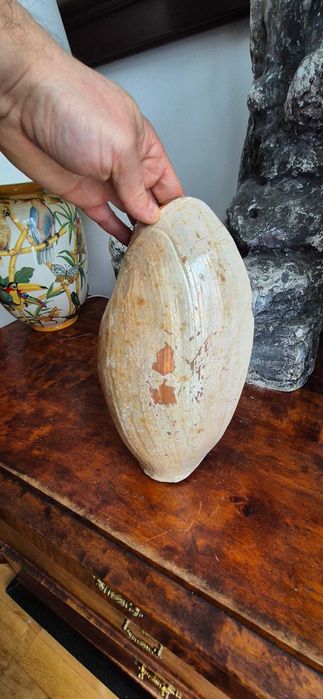 duża muszla morska Cymbium "słoniowa trąba" okazja tanio