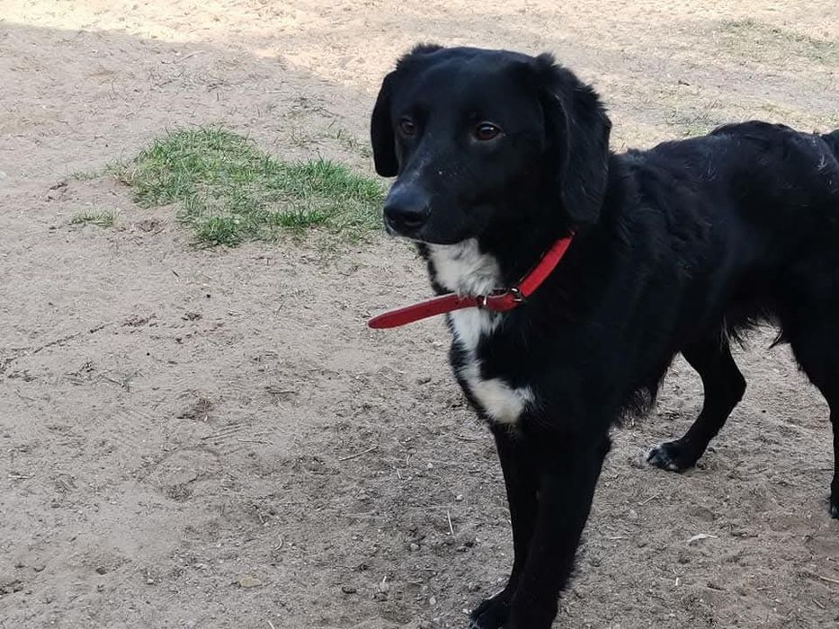 Wylękniony Pędzelek szuka domu