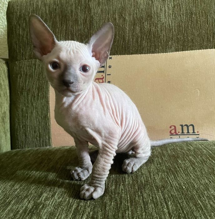 Бронь Донського сфінкса