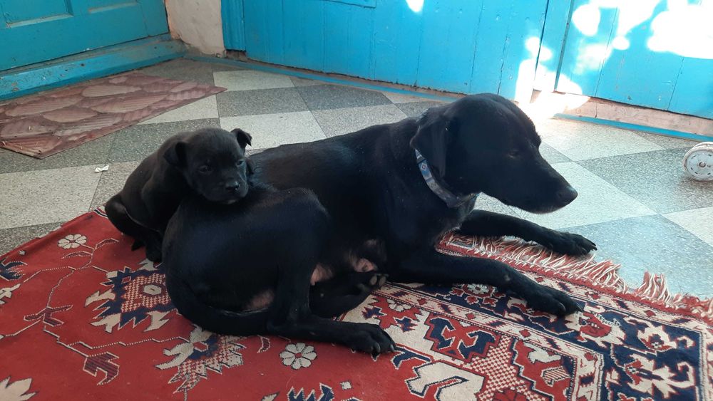 Маленький друг у добрі руки