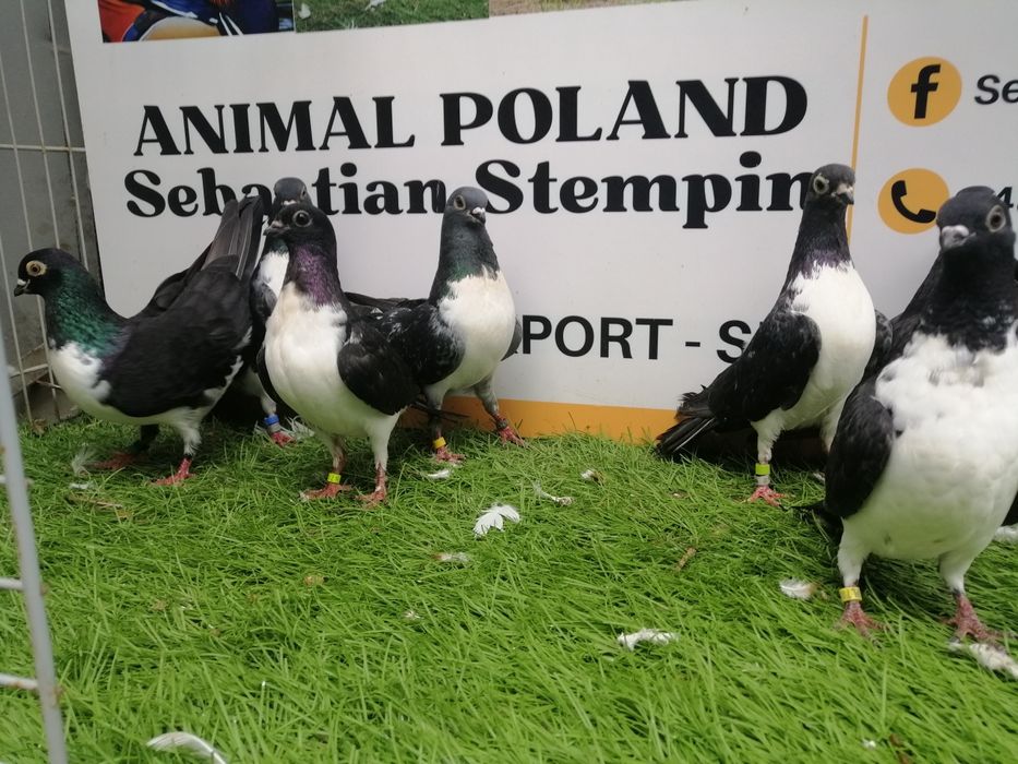 Gołębie. Czajki wiedeńskie. Czajka. Możliwy transport od 2 stycznia