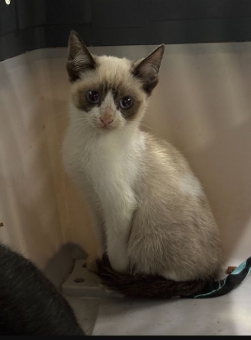 Gatinhas para adopção