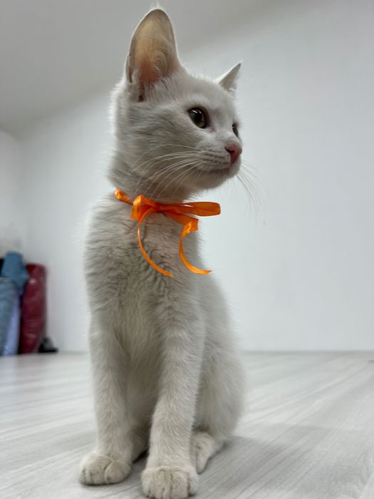 Віддамо кошеня у добрі руки