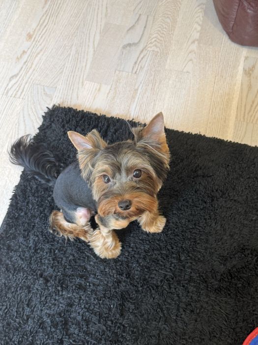 Йорк міні для вʼязки