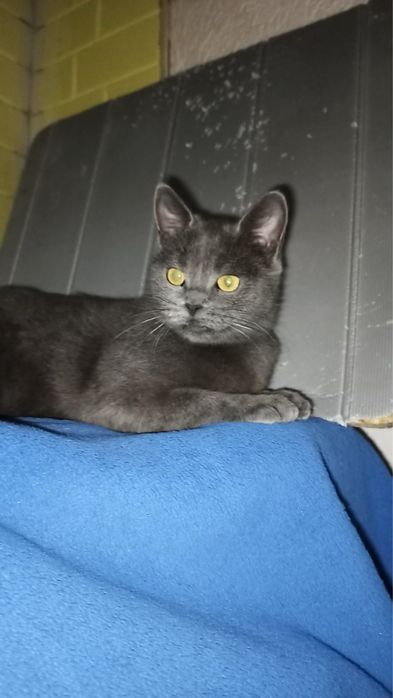 Кошечка в добрые ручки