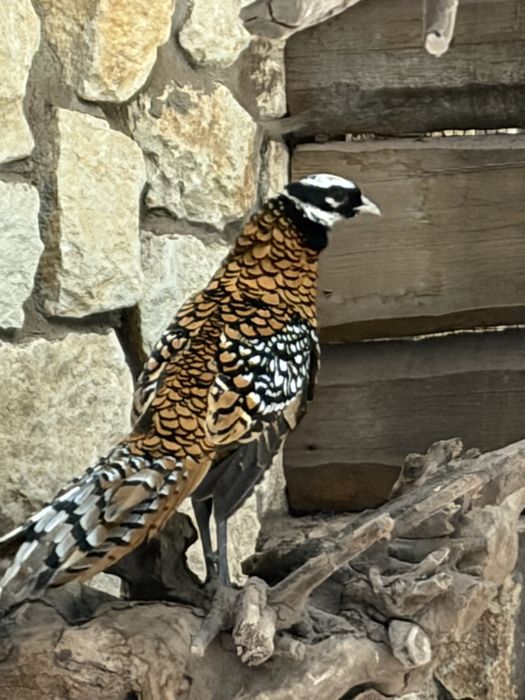BAŻANTY  ozdobne