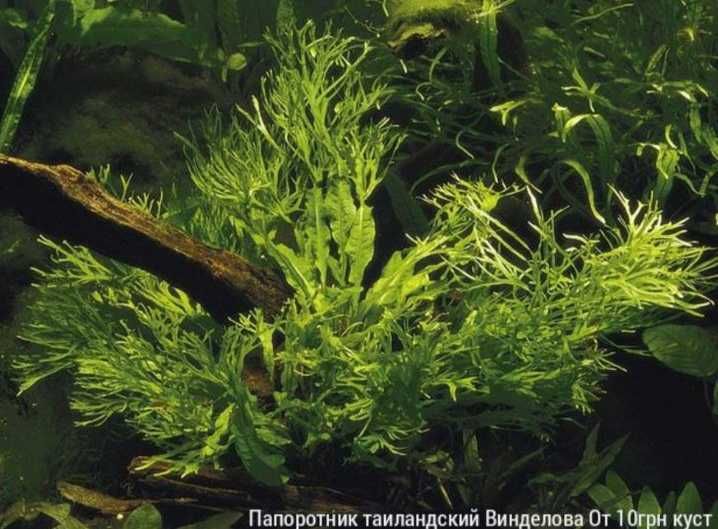 Креветка червона Сакура Чемпіон Red Fire та помаранчева Orange. Чиста