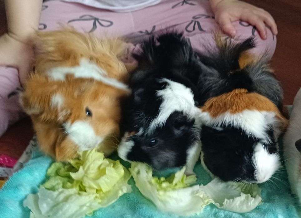 Oddam 3 świnki morskie REZERWACJA