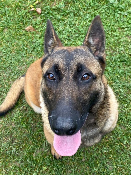 Бельгійська Вівчарка Малінуа пропонуйте ціну