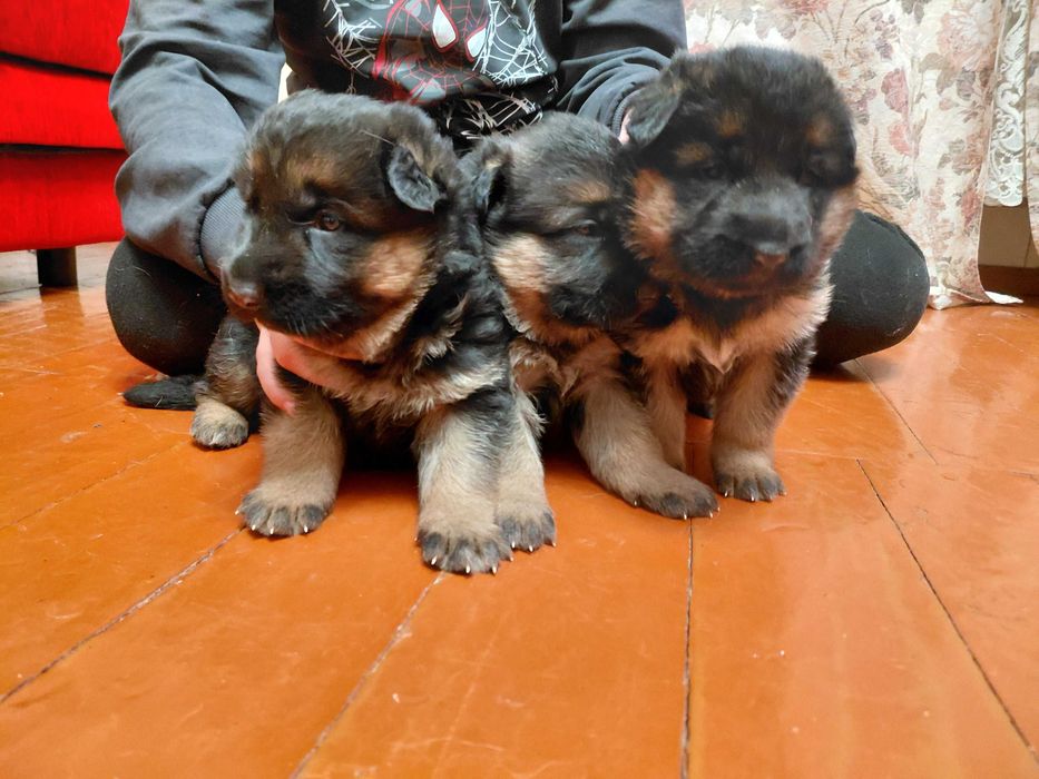 Продам цуценят німецької вівчарки