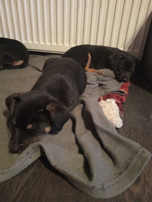 Szczeniaki szukają domu