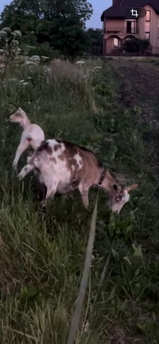 Дійна коза разом з молодою кізонькою
