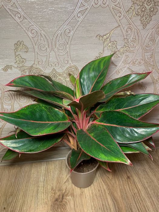 Аглаонема Кріт ( Aglaonema Crete )