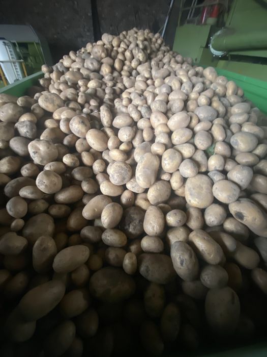 Ziemniaki smaczne z wlasnej malej uprawy