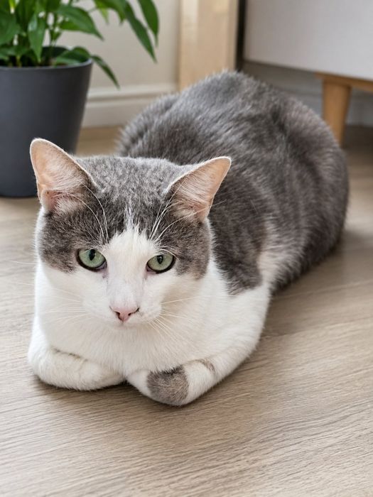 Бесплатно маленькие котики.