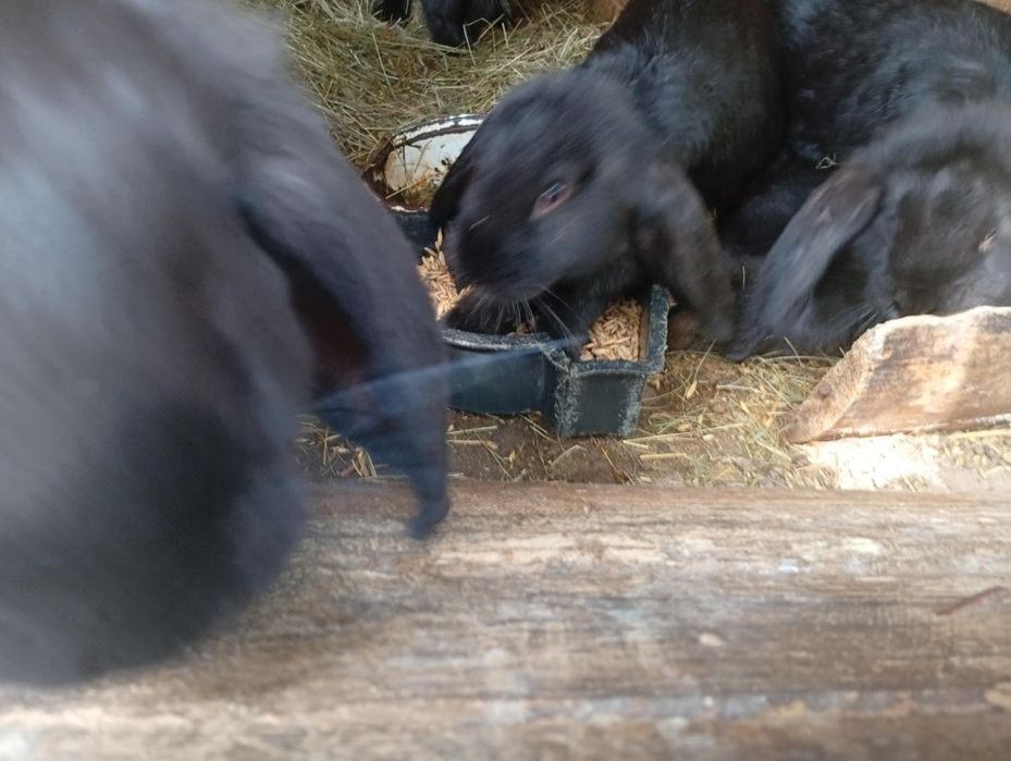 Króliki barany francuskie