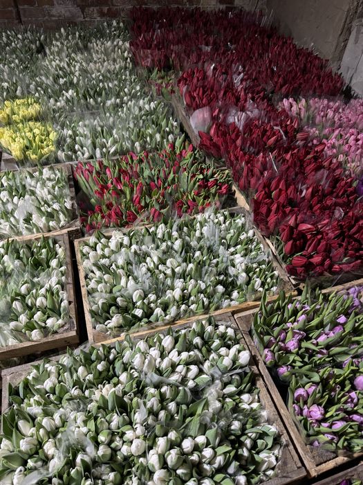 Тюльпани до 8 березня