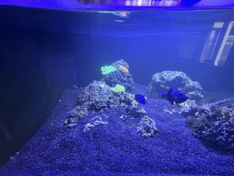 Aquario Agua Salgada Reef