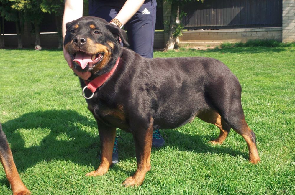 Rottweiler Ayva - wspaniała suka rottweilerka do adopcji