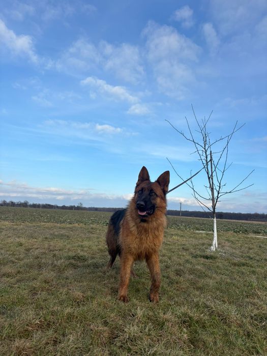 Owczarek niemiecki FCI