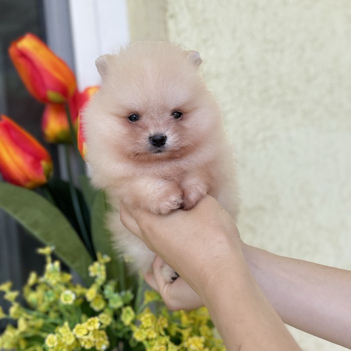 ляльковий Ведмедик шок классу.