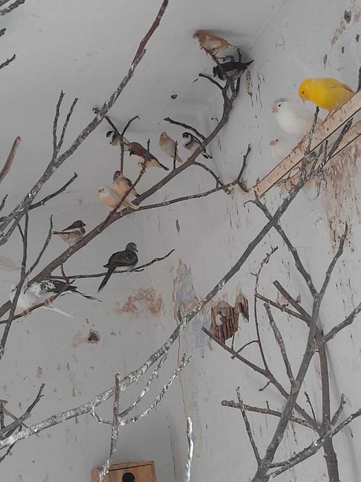 Kanarki zeberki mewki japonskie golabki diamentowe