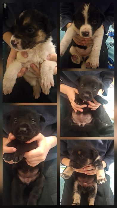 Безкоштовно цуценята