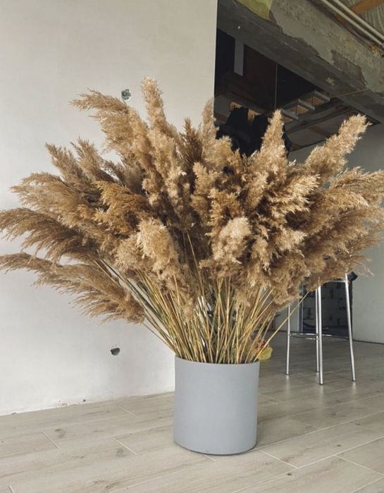 Букет сухоцвет Камыш тростник сухоцвет для декора